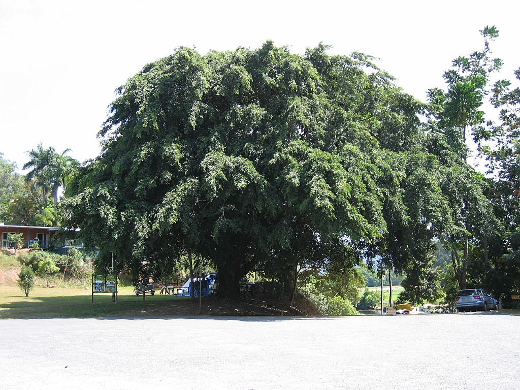 CairnsTC365 Daintree.jpg